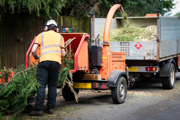  Ventnor City, NJ Tree Service Pros